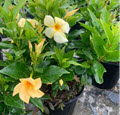 Sunbeam Yellow Mandevilla